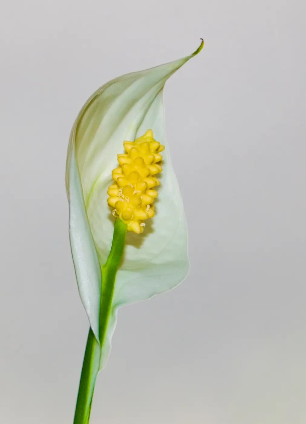 Kuva: Peace lily