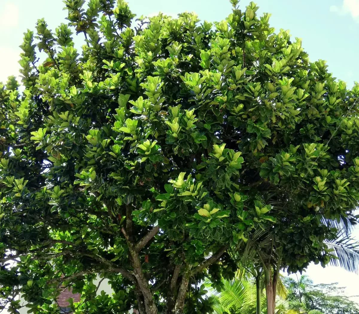 Foto di Fiddle-leaf fig