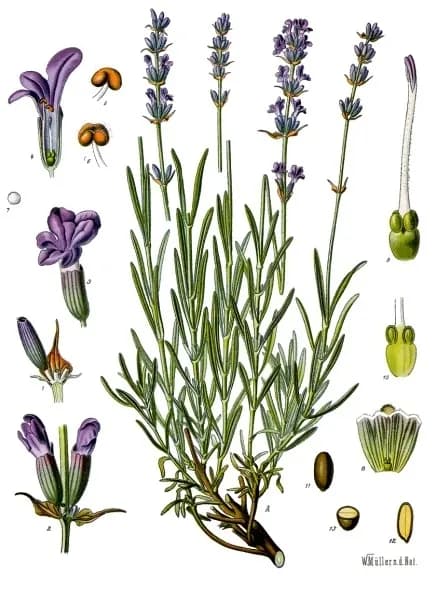 Foto von Echter Lavendel