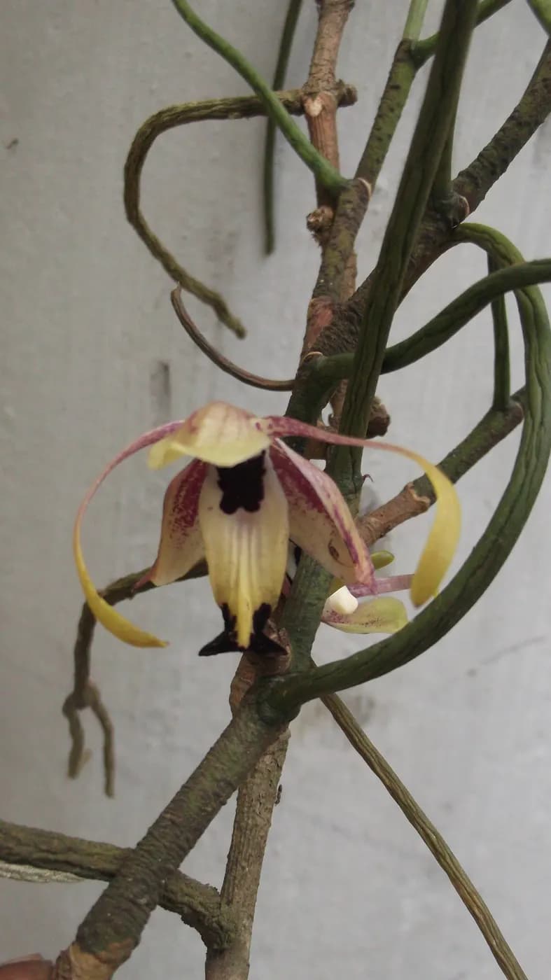 Foto de Luisia macrantha