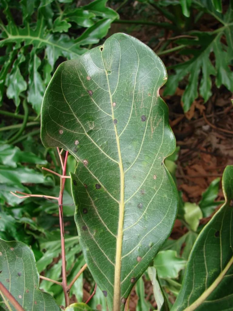 Foto de Nectandra cissiflora