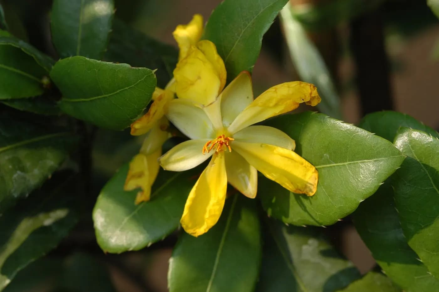 Foto af Kirk's Ochna