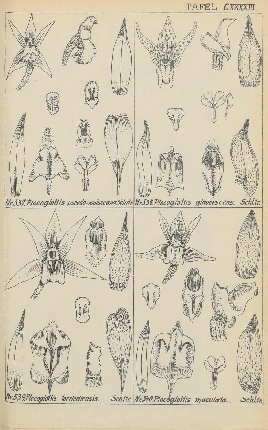 Foto de Plocoglottis torricellensis