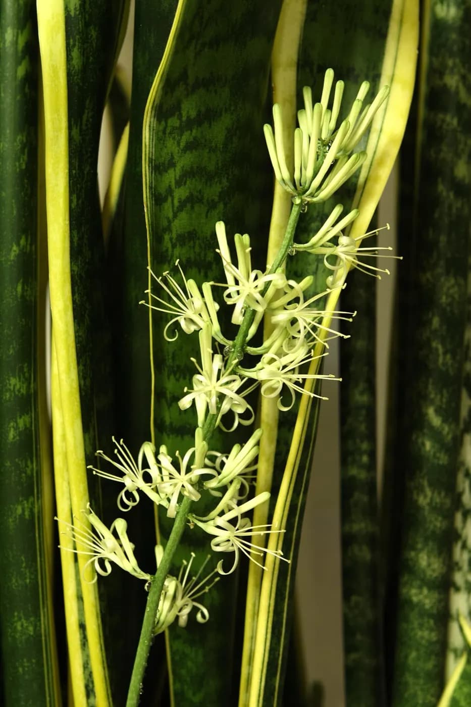 Foto di Snake plant