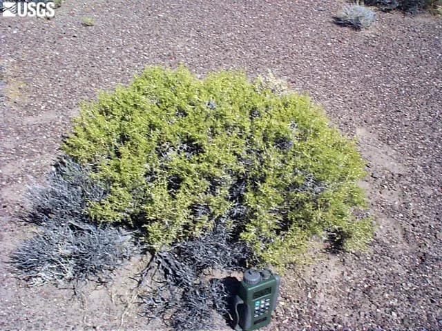 Foto af Sarcobatus baileyi