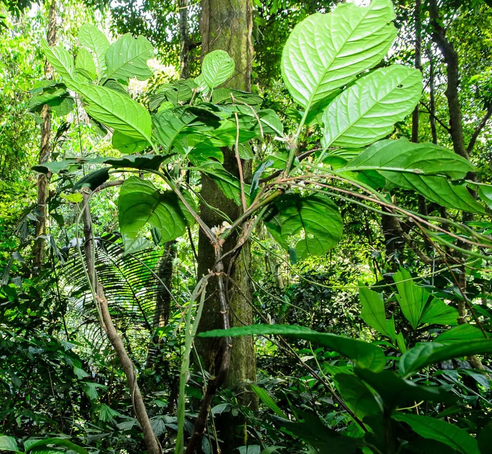 Foto de Silvianthus bracteatus