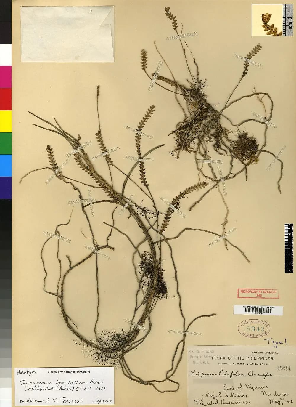 Foto de Thrixspermum linearifolium