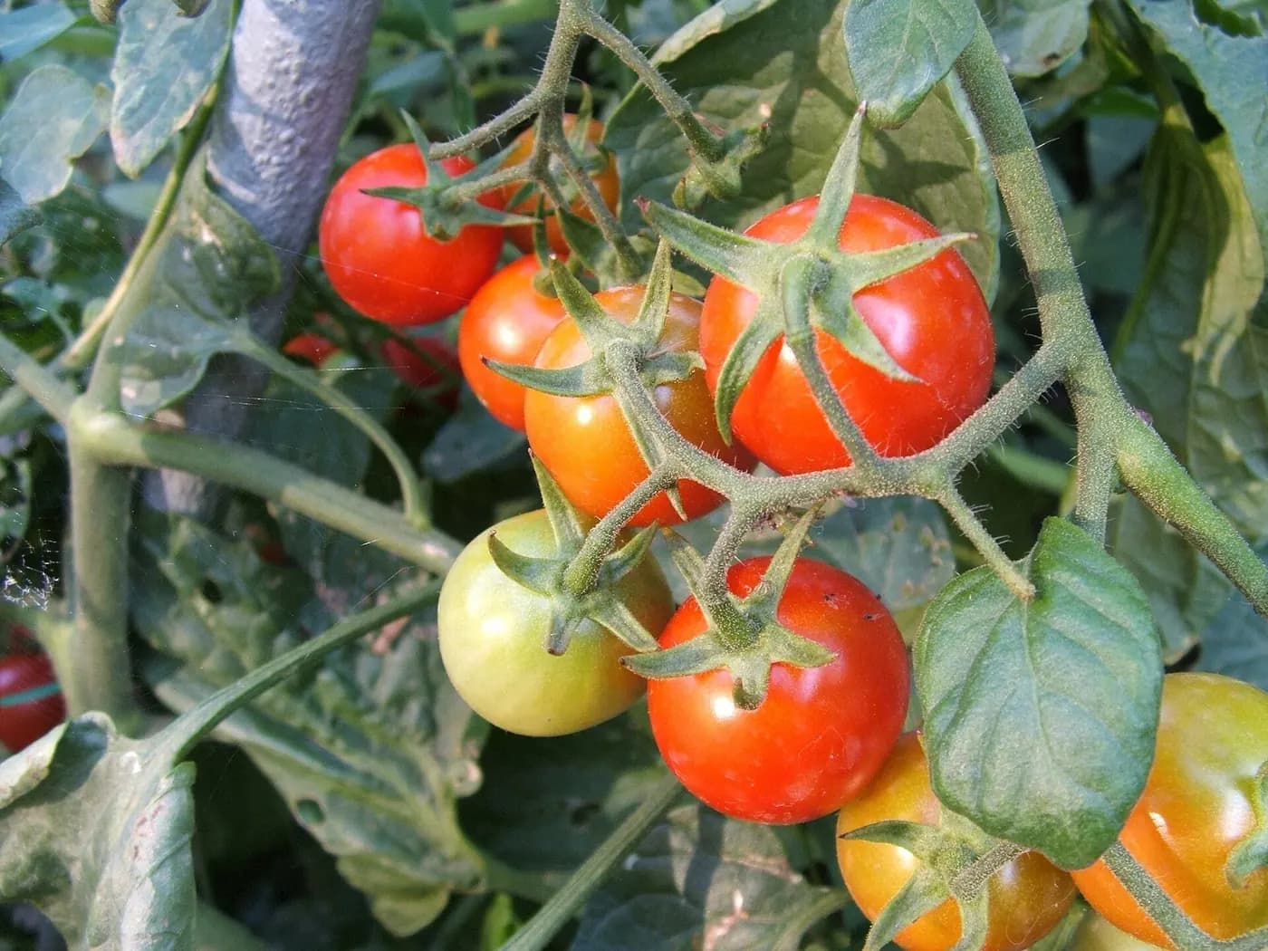 Foto von Tomate
