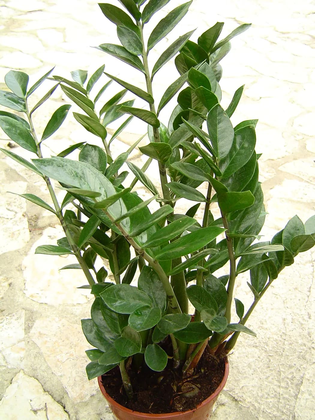 Foto di ZZ plant