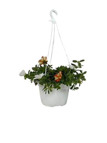 Verdolaga Planta Viva en Maceta, Portulaca oleracea Planta Natural