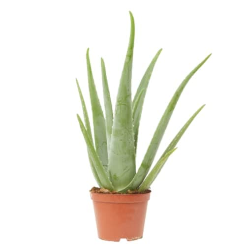 Verdecora Aloe Vera Planta Natural Maceta Ø14cm