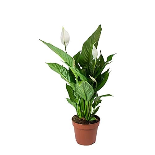 DECOALIVE Spathiphyllum