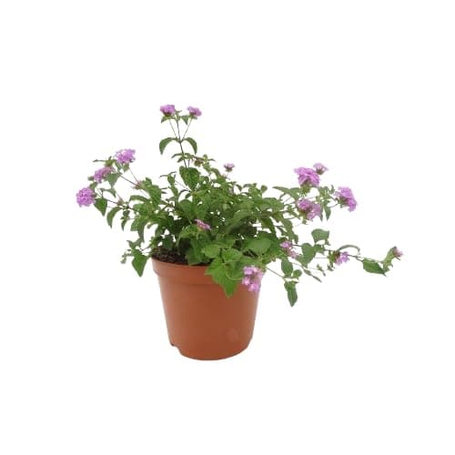 Lantana Montevidensis Natural Planta Perfecta para Suelos y Jardines