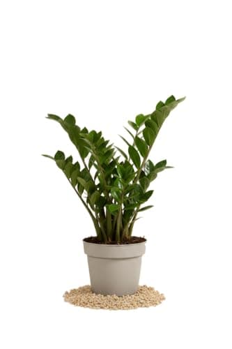 DECOALIVE Zamioculca Planta ZZ