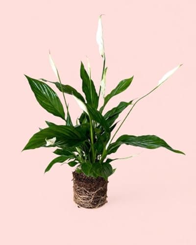 PUR PLANT Espatifilo
