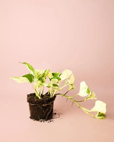 PUR PLANT Potho variegado