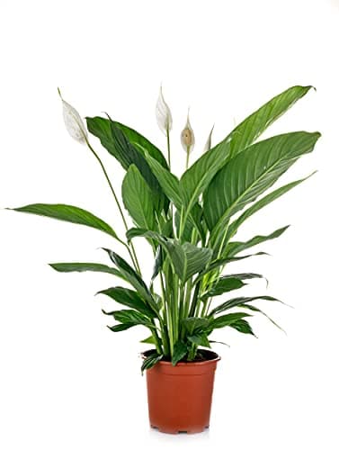 Verdecora Planta Natural Spathiphyllum Lirio de la Paz Ø Maceta 13cm