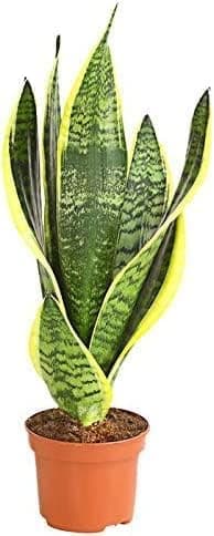 pcmoviles Sansevieria Trifasciata