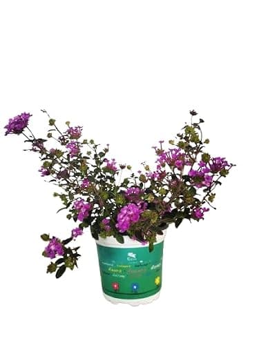 Lantana Montevidensis Natural Planta Tapizante de Exteriores