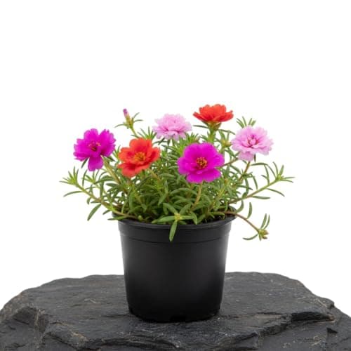 DECOALIVE Portulaca Grandiflora