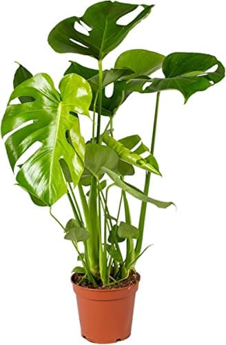 DECOALIVE Monstera Deliciosa