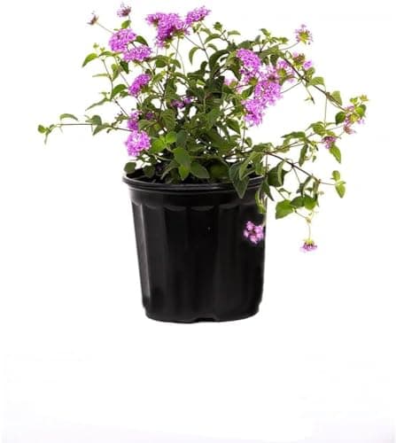 DECOALIVE Lantana Montevidensis