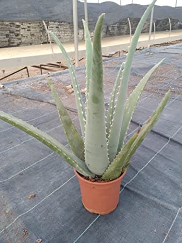 Aloe Vera o Sábila