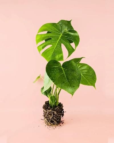 PUR PLANT Monstera Deliciosa