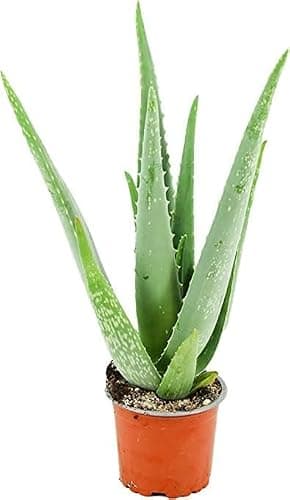 pcmoviles Aloe Vera