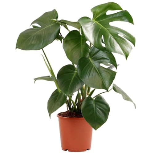 Verdecora Monstera Deliciosa Planta Natural Interior Maceta Ø15cm