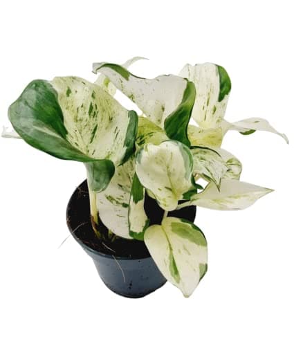 Epipremnum Variegata Planta Interior y Exterior Pothos Mármol