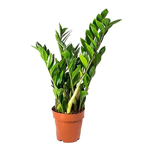 Zamioculcas Zamiifolia Planta Natural de Interior Planza ZZ muy Resistente