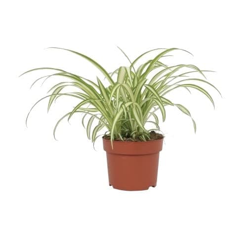DECOALIVE Cinta Natural