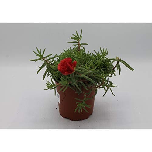 Portulaca