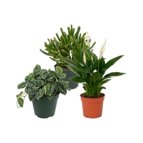 Pack 3 Plantas: Jade Gollum, Poto Plateado Argyraeus y Espatifilo DECOALIVE