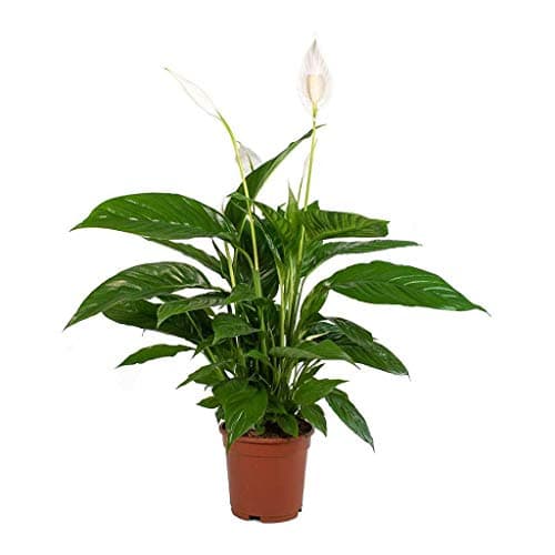 DECOALIVE Spathiphyllum
