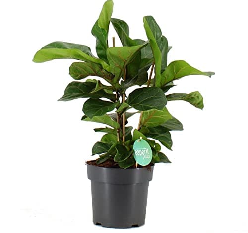 Ficus Lyrata Planta de Interior Natural para Casa y Oficina