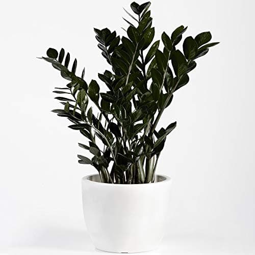 Zamioculcas Raven Premium