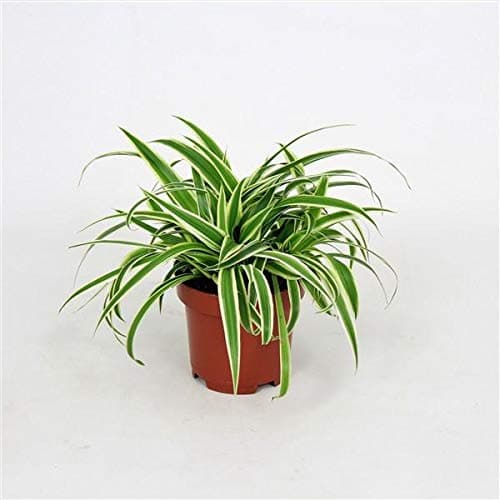 Chlorophytum comosum Variegatum 25 cm
