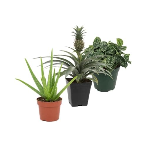 Pack 3 Plantas: Sábila, Piña Ornamental y Poto Plateado Argyraeus DECOALIVE
