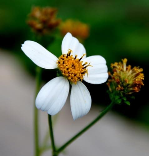 Bidens pilosa peluda
