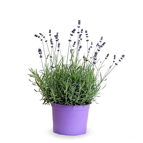 Lavanda (Maceta 13 cm Ø)