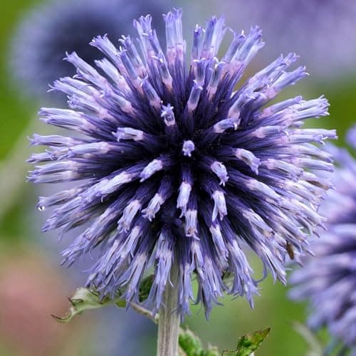 Echinops Veitch's Blue