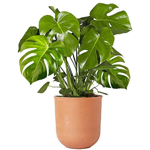 Planta de interior 40-50cm en macetas