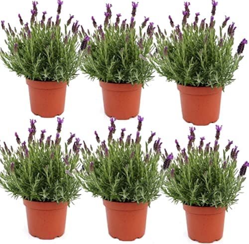 Lavanda Planta Natural