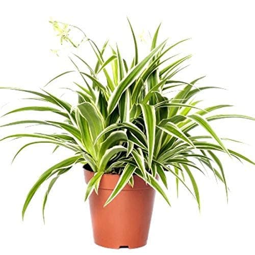 DECOALIVE Planta Interior Cinta