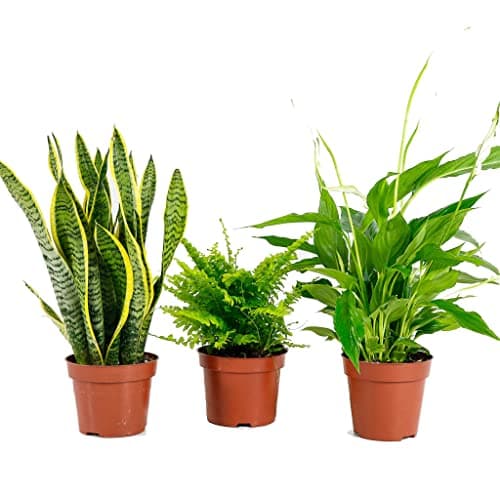 DECOALIVE Plantas Purificadoras del Aire