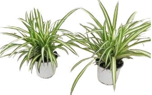 Chlorophytum