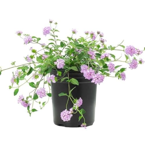 Lantana Montevidensis Natural Planta para Suelos Desafiantes