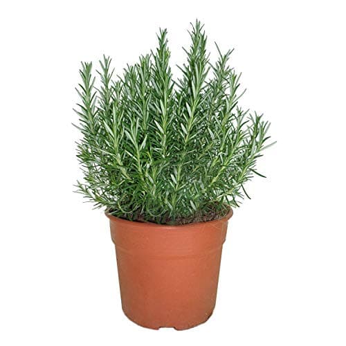 Romero Natural 10cm Planta Natural Aromática en Maceta Pequeña